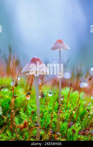 White mushrooms in the forest, Mycena piringa mushrooms Stock Photo