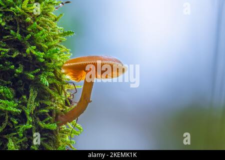 Closeup shot of mushroom growing on a moss Stock Photo