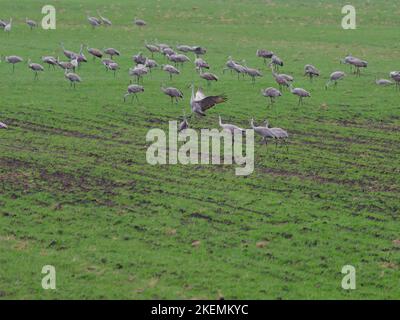 A beautiful shot of cranes foraging in a green field Stock Photo