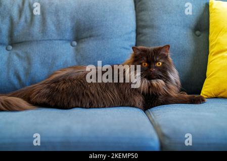 Scottish longhair straight-eared cat. Highland straight. Stock Photo