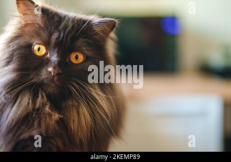 Scottish longhair straight-eared cat doing selfie. Stock Photo