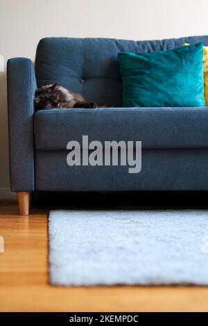 Scottish longhair straight-eared cat is sleeping. Highland straight. Stock Photo