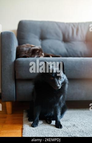 The dog guards the cat's sleep on the couch. Stock Photo