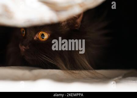 Scottish straight cat hiding in the closet. Stock Photo