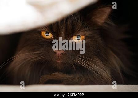 Scottish straight cat hiding in the closet. Stock Photo