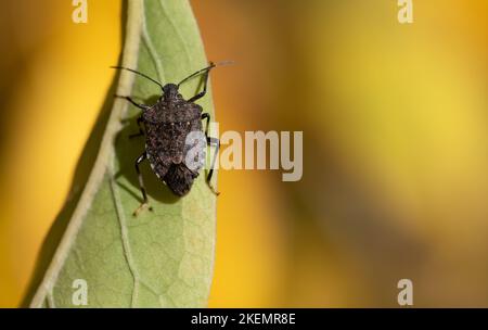 Close-up of a brown leaf bug sitting on a green leaf against a yellow background in nature, from above. Stock Photo