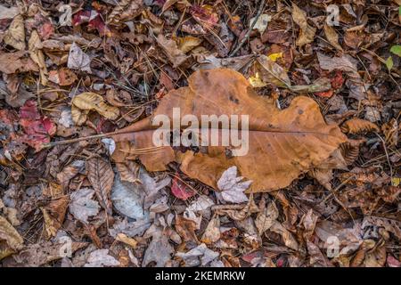 Fallen large leaf on top of other fallen leaves on the ground in the forest from a bigleaf magnolia tree in autumn Stock Photo