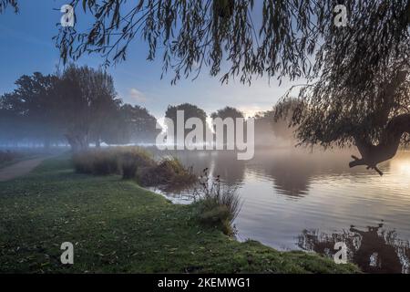 Waking up to the misty sunshine at Bushy Park heron pond in Surrey England Stock Photo