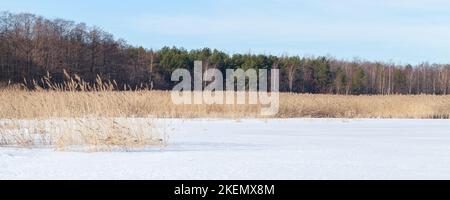 Snowy coastal landscape with dry reed and coniferous forest on a background, natural panoramic photo. Coast of the Gulf of Finland on a winter day Stock Photo
