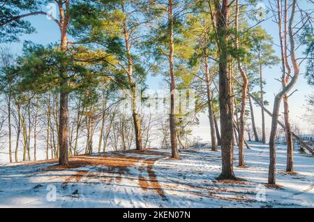Beautiful winter forest meadow. Beautiful day in the sunny winter forest Stock Photo