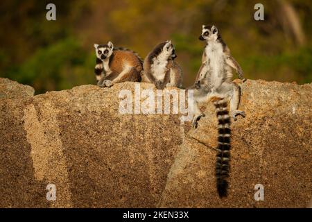Ring-tailed Lemur - Lemur catta large strepsirrhine primate with long, black and white ringed tail, endemic to Madagascar and endangered, family warmi Stock Photo