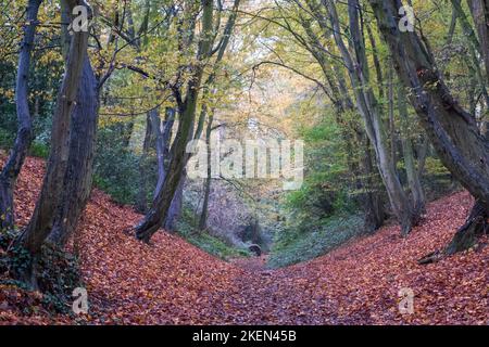 Devil's Dyke, Wheathampstead Hertfordshire, photographed in autumn. The pathway through the trees is an ancient earthworks. Stock Photo