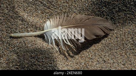 Colour photograph of single light brown feather on beach lying on the sand among grained patterns and textures Stock Photo