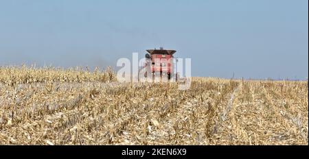 Combine Case IH 7088, farmer harvesting mature corn crop 'Zea mays', grain header.Kansas. Stock Photo