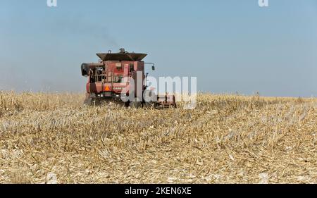 Combine Case IH 7088, farmer harvesting mature corn crop, 'Zea mays'  using grain header, Kansas. Stock Photo