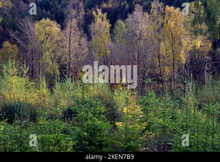 Back to nature, nature reclaiming site of former Hafna mine at Nant Uchaf in the Gwydyr forest autumn Snowdonia National Park Gwynedd North Wales UK Stock Photo