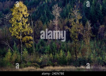 Back to nature, nature reclaiming site of former Hafna mine at Nant Uchaf in the Gwydyr forest autumn Snowdonia National Park Gwynedd North Wales UK Stock Photo