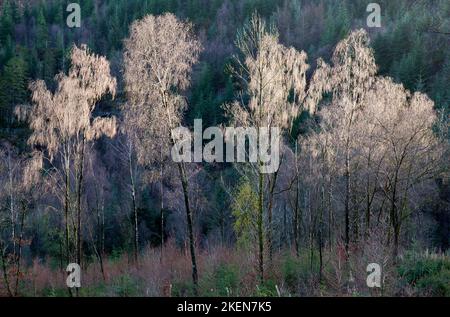 Winter colour from stems of Birch tree branches and foliage in the Gwydyr Forest at Nant Uchaf in winter Snowdonia National Park Gwynedd North Wales U Stock Photo