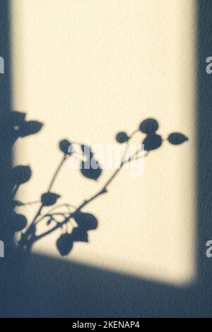 Shadows of rosehip branches on a white wall. Stock Photo