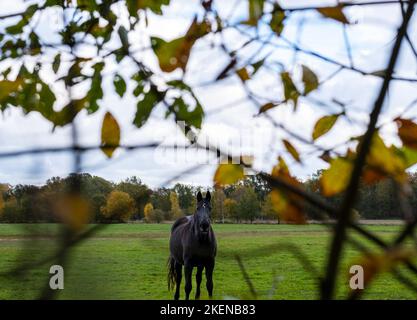 portrait of a black horse walking in autumn field, horse, black horse Stock Photo