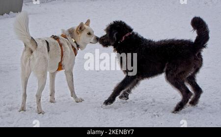 university dog park Calgary Alberta Stock Photo