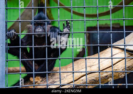 A closeup shot of a monkey in a cage in a Kiev zoo Stock Photo