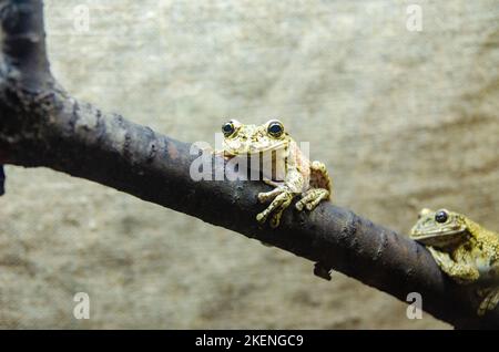 Green tree frog perched on a flower petals in zoo Stock Photo