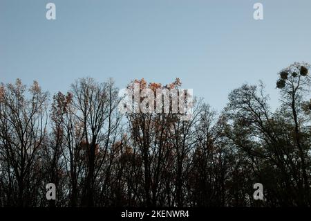Autumn background: tree silhouettes against the sky Stock Photo
