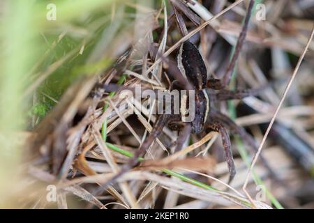 Raft spider (Dolomedes fimbriatus), sitting hidden in the grass, Pfruehlmoos, Bavaria Stock Photo