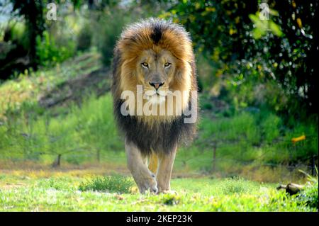 Male Lion walking in a stalking manner directly towards the camera. Stock Photo