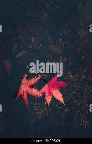 Two pink autumn leaves floating in a shallow stream, England, UK Stock Photo