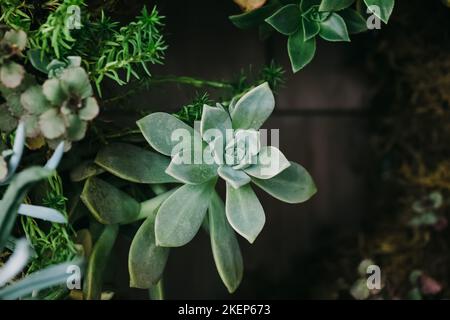 Close-up of succulent plant in the garden terrarium. Potted decorative plants. Floral design. Stock Photo