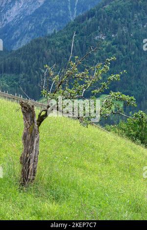 Half-dead apple tree (Malus), Allgaeu, Bavaria, Germany Stock Photo