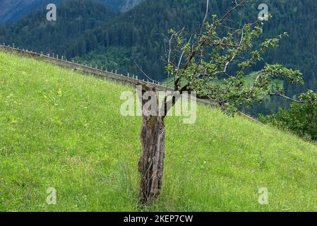 Half-dead apple tree (Malus), Allgaeu, Bavaria, Germany Stock Photo