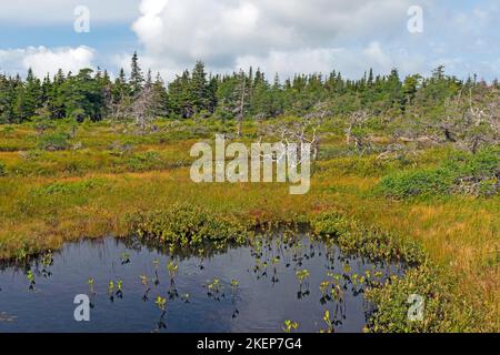 A Highland Plateau Bog in the Sun in Cape Breton Highlands National Park in Nova Scotia Stock Photo