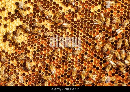 Bees work on honeycombs. They create reserves of honey and nectar. Stock Photo