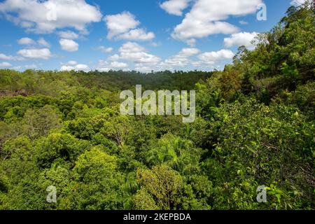 Monsoon forest also called closed forests, are open or partially deciduous forest of tropical regions that develops in areas with alternating seasons Stock Photo