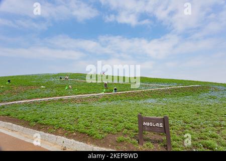 Ibaraki, APR 5 2013 - Beautiful baby blue eyes blossom over the Miharashi Hill Stock Photo