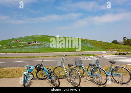 Ibaraki, APR 5 2013 - Beautiful baby blue eyes blossom over the Miharashi Hill Stock Photo