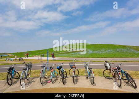 Ibaraki, APR 5 2013 - Beautiful baby blue eyes blossom over the Miharashi Hill Stock Photo