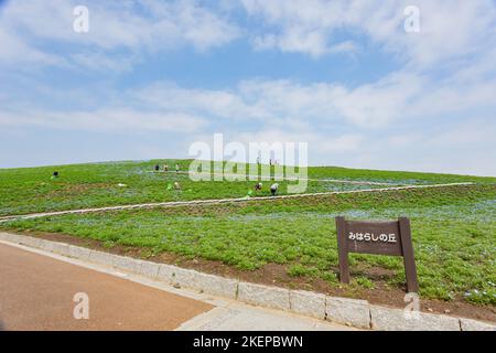 Ibaraki, APR 5 2013 - Beautiful baby blue eyes blossom over the Miharashi Hill Stock Photo