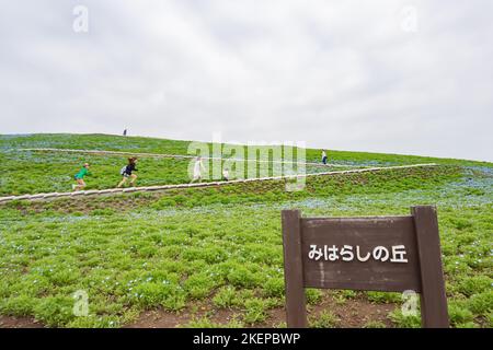 Ibaraki, APR 5 2013 - Beautiful baby blue eyes blossom over the Miharashi Hill Stock Photo