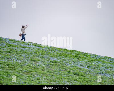 Ibaraki, APR 5 2013 - Beautiful baby blue eyes blossom over the Miharashi Hill Stock Photo