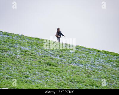 Ibaraki, APR 5 2013 - Beautiful baby blue eyes blossom over the Miharashi Hill Stock Photo