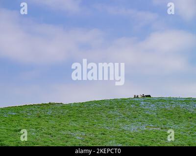 Ibaraki, APR 5 2013 - Beautiful baby blue eyes blossom over the Miharashi Hill Stock Photo