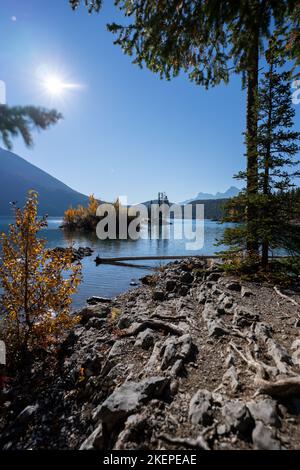 fall colors on an island in the middle of lake minnewanka Stock Photo