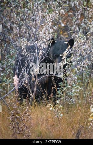 black bear getting ready for winter eating from bushes in banff national park Stock Photo