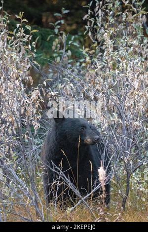 black bear getting ready for winter eating from bushes in banff national park Stock Photo