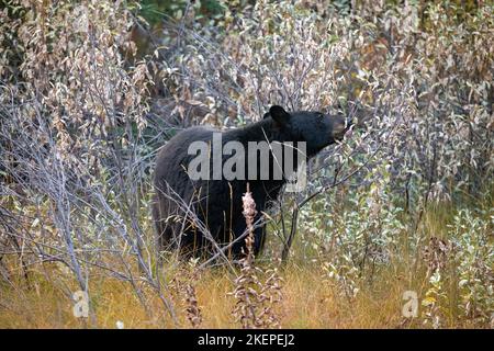 black bear getting ready for winter eating from bushes in banff national park Stock Photo