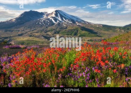 Morning gas emission out of Mt St Helens with red Indian Paintbrush and purple penstemon blooming along Johnston Ridge in Washington’s Mount St Helens Stock Photo
